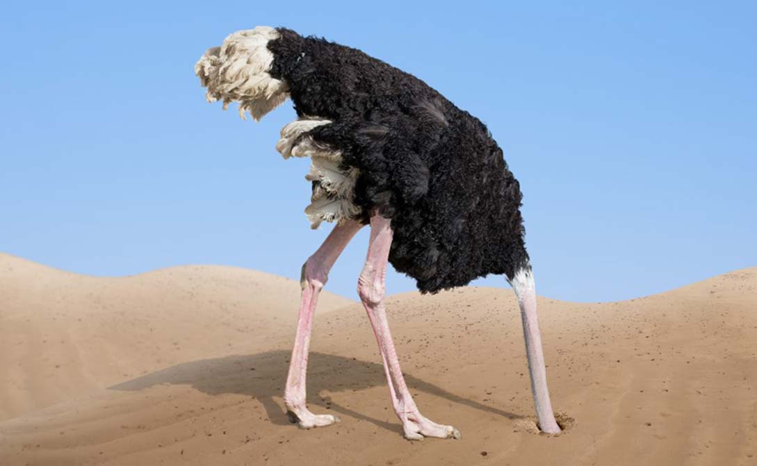 Ostrich with head in the sand