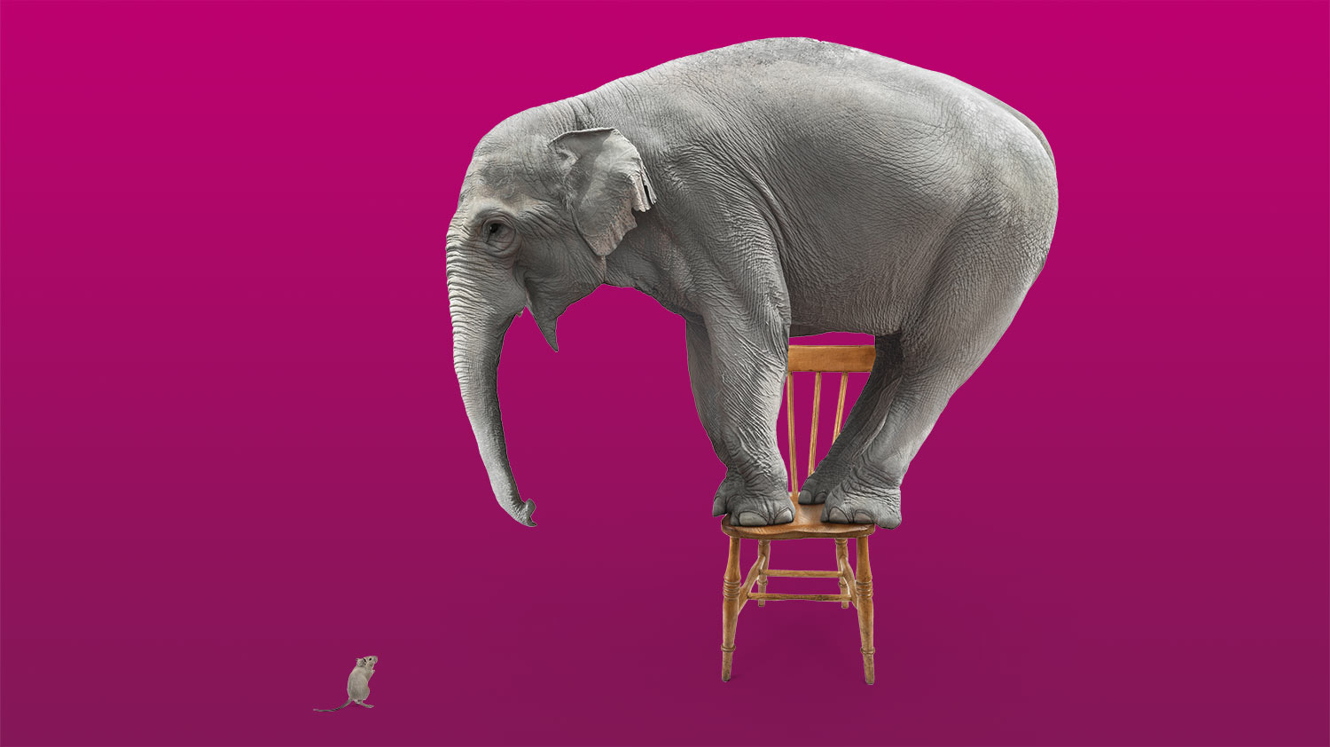 Thinking beyond Rishi’s Riches: how to convince your boss you should attend the National Arts Fundraising School | Elephant on chair, afraid of a mouse